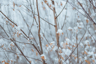 snow-covered leaves on thin branches