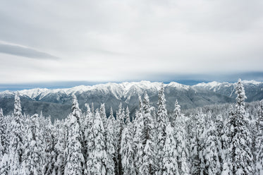 snow-covered mountains and forest