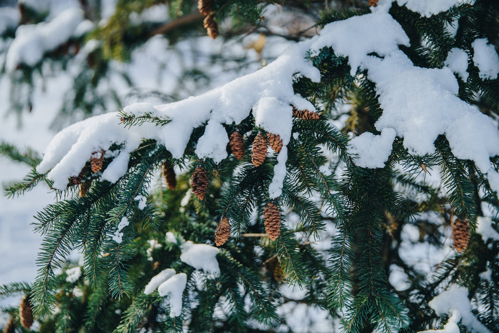 snow covered pine tree branch