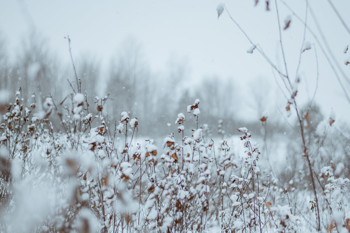 snow-covered plants in a field