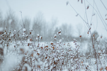 snow-covered plants in a field