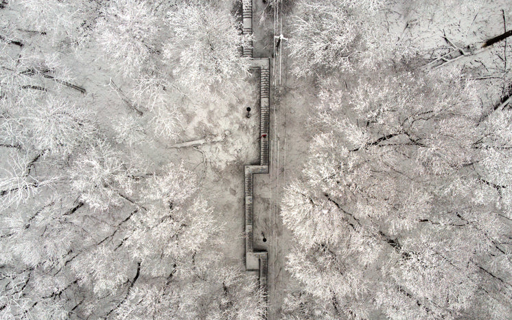 snow-covered-stairs-cut-shapes-through-snow-capped-trees.jpg?width=746&format=pjpg&exif=0&iptc=0