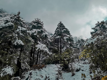 snow covered tall trees on a cloudy day