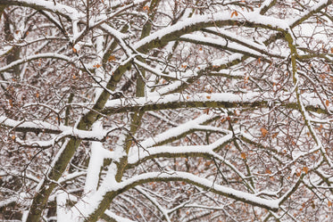 snow covered tree branches