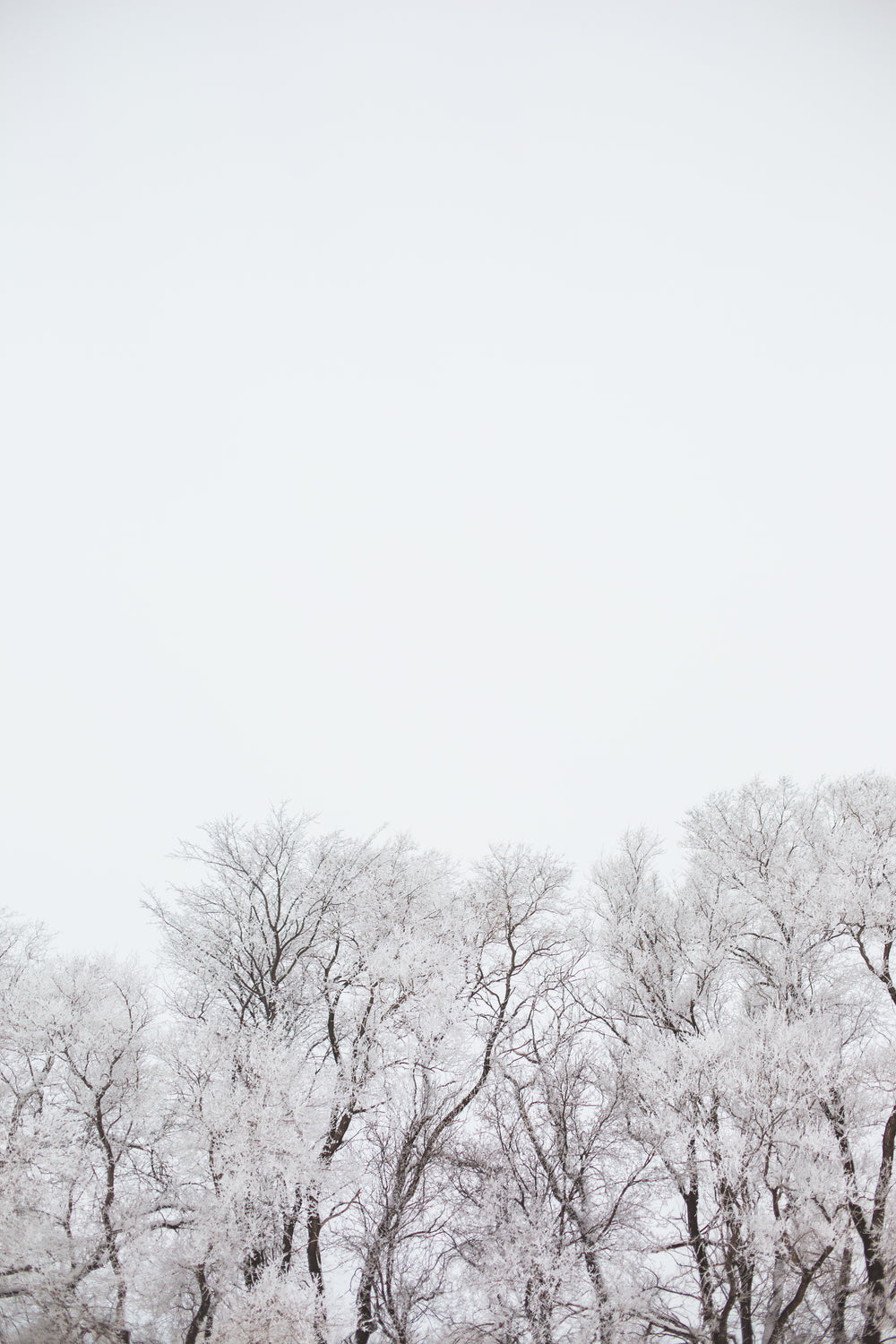 snow-covered trees in a white sky