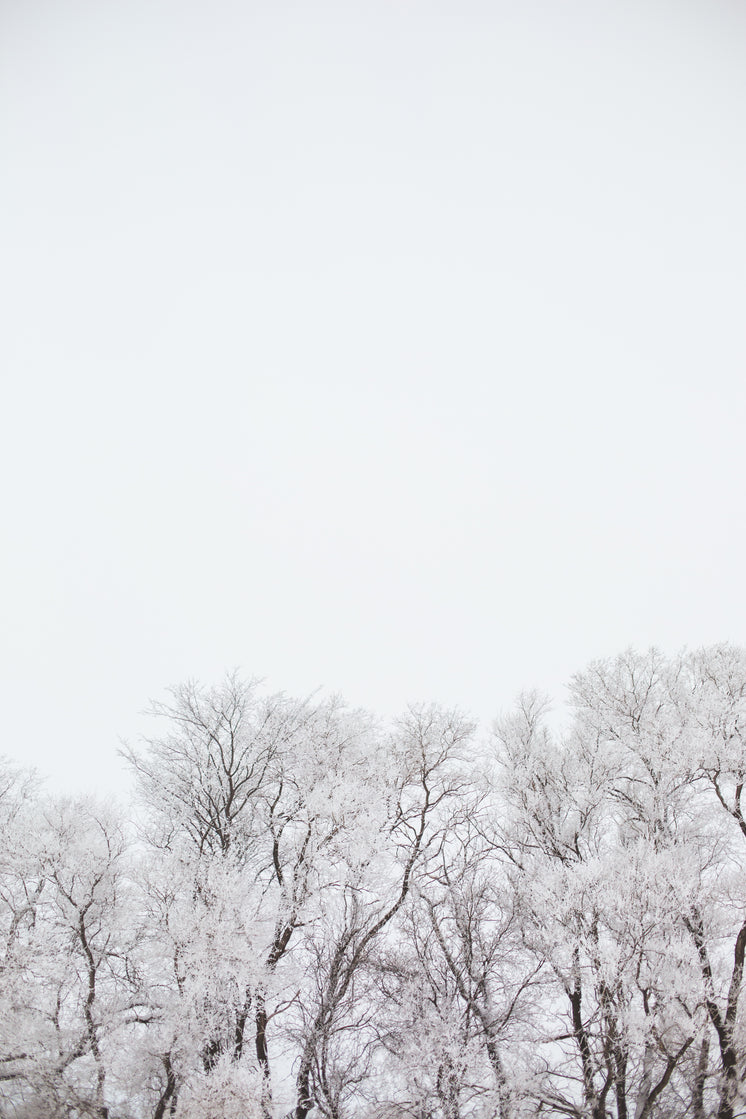 snow-covered-trees-in-a-white-sky.jpg?wi