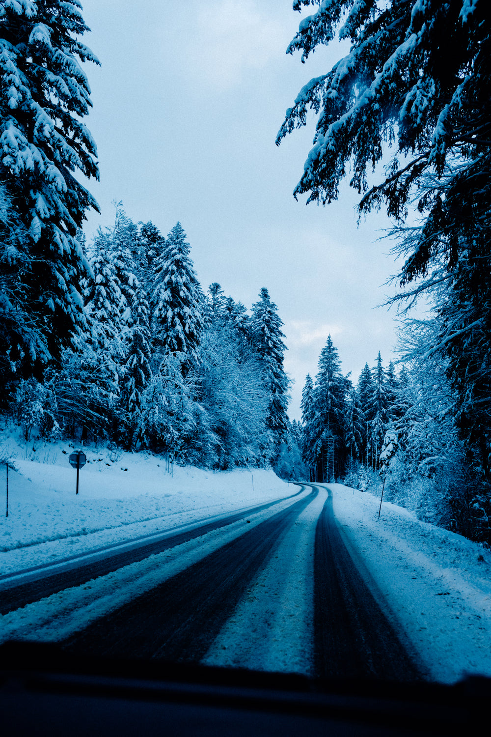 snow covered trees line a snowy road