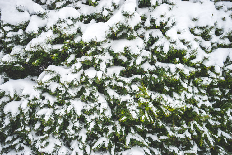 snow-covering-the-branches-of-a-fir-tree