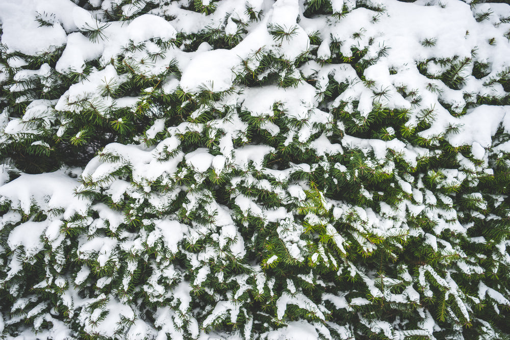 snow covering the branches of a fir tree