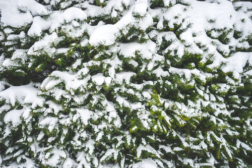 snow covering the branches of a fir tree