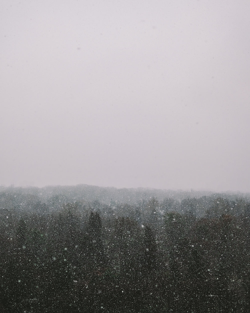 snow fall over tree tops