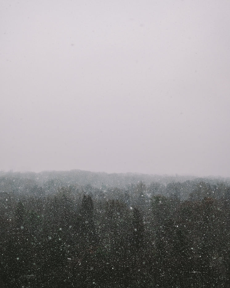 Snow Fall Over Tree Tops