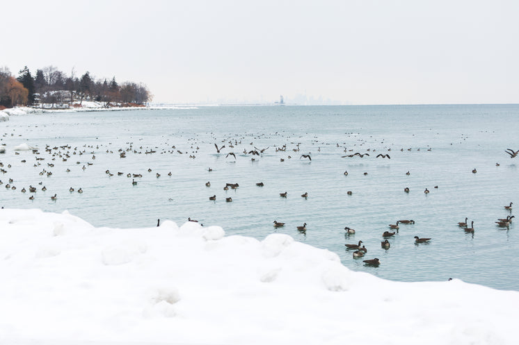 snow-geese-on-icy-water.jpg?width=746&format=pjpg&exif=0&iptc=0