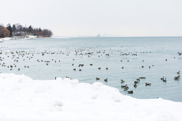 snow geese on icy water