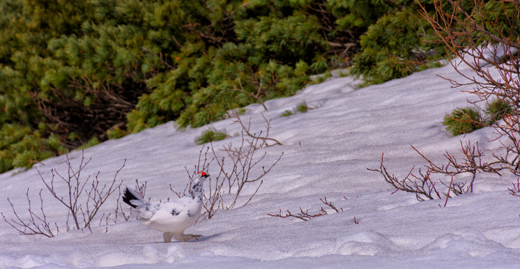 snow-grouse-exploring-alpine-plant-life.