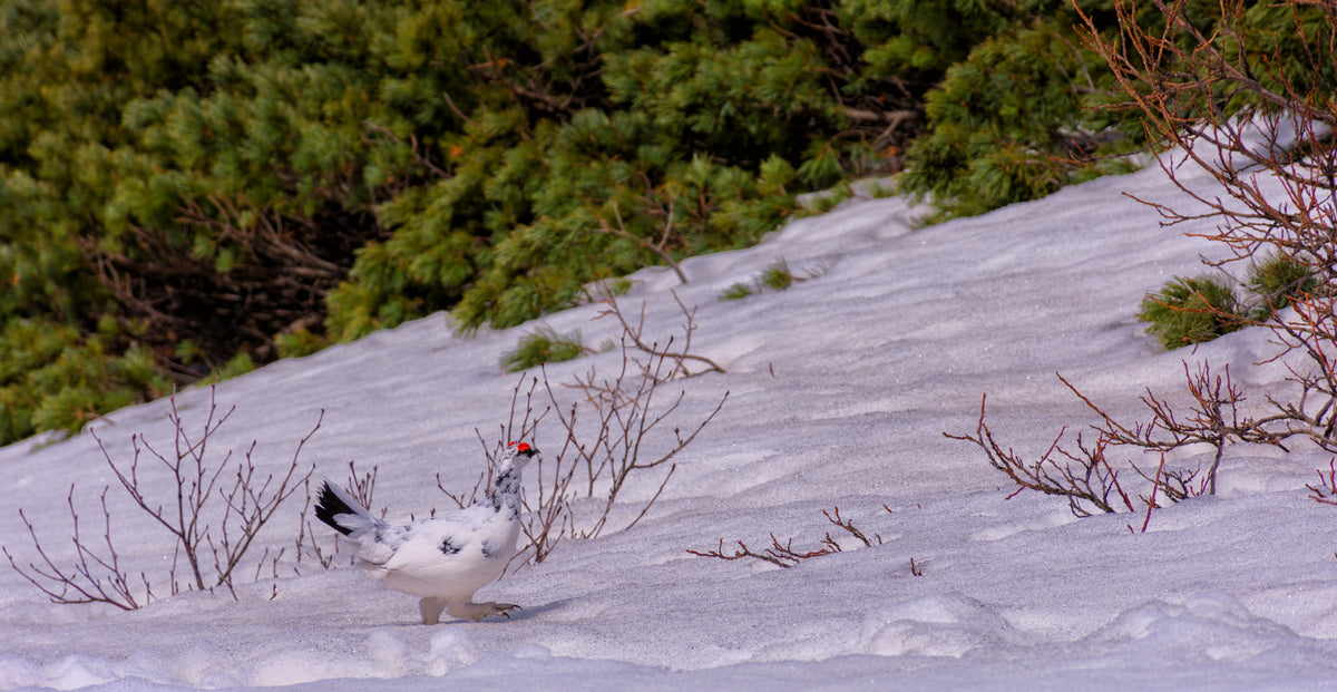 snow grouse exploring alpine plant life