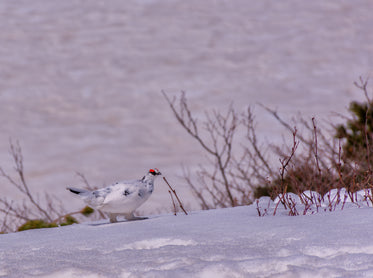 snow grouse scavenging for food