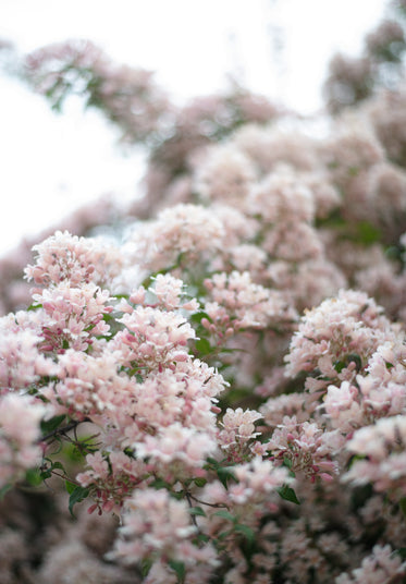 snow-like flowers