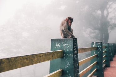 Snow Monkey In Japan