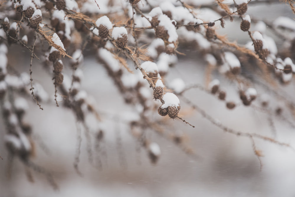 snow on pinecones and branches