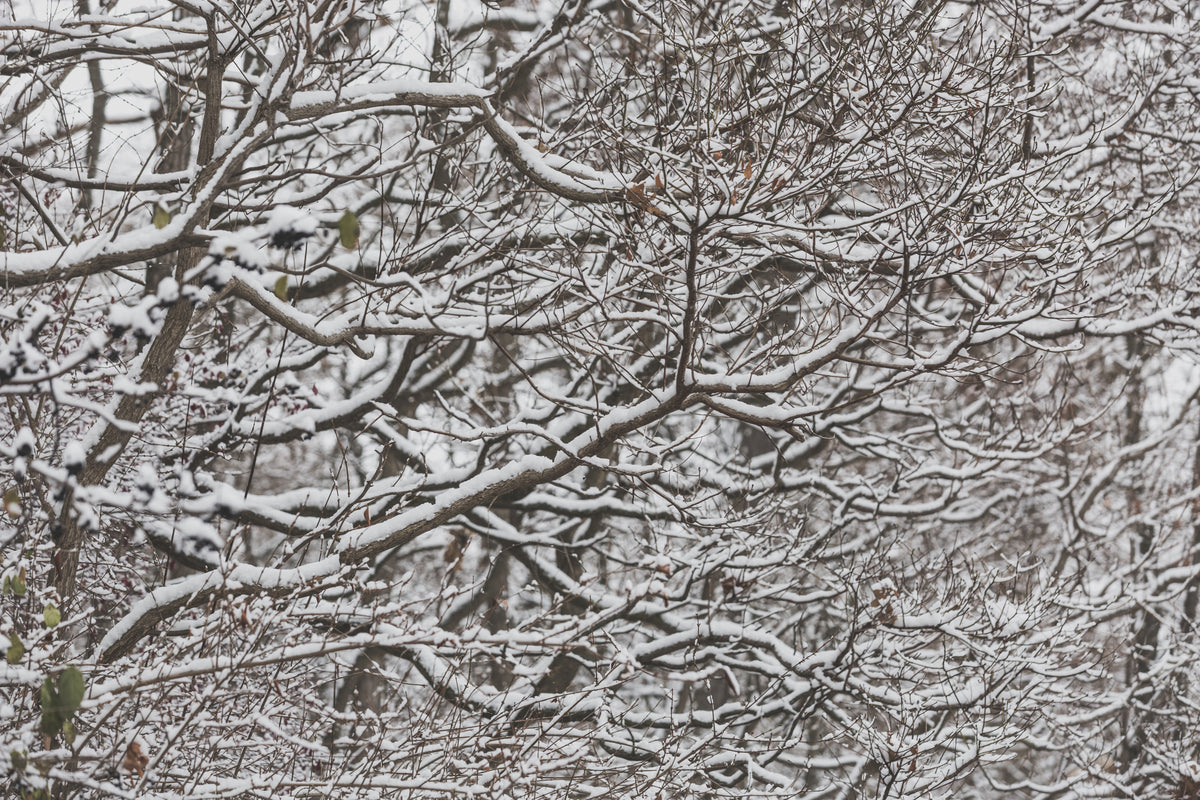 snow on thin branches
