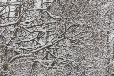 snow on thin branches