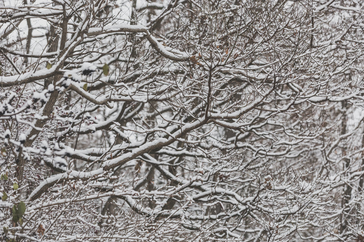 薄薄的雪
