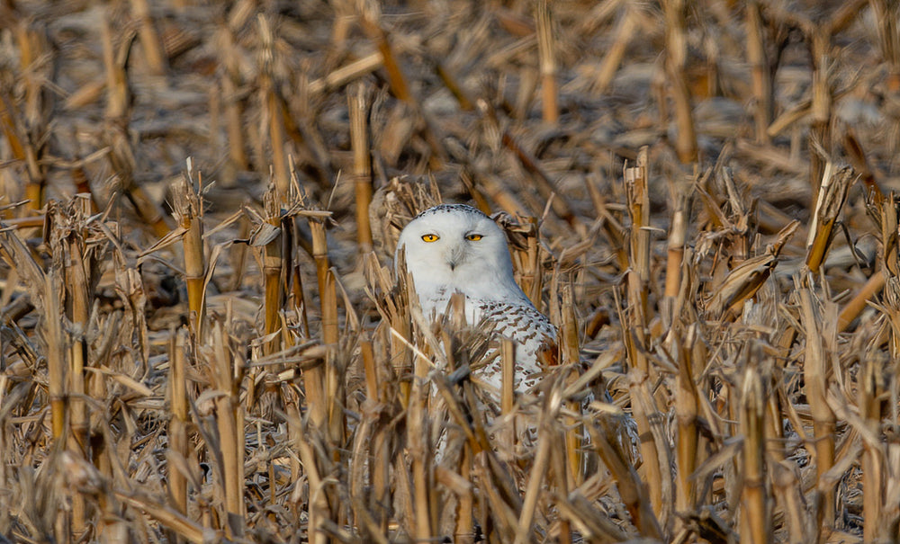 snow white owl in a farmers field