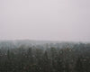 snowfall forest