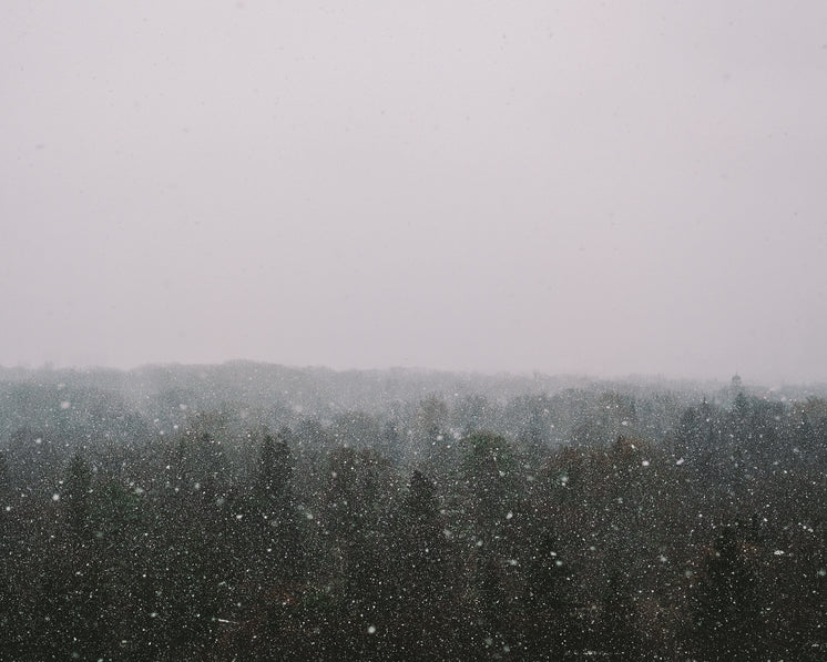 Snowfall Forest