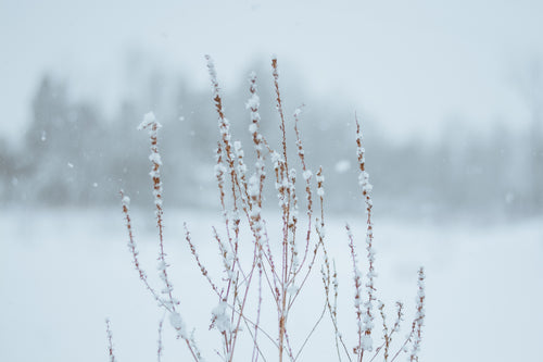 snowfall on withered plant