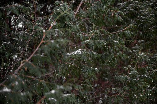 snowflakes dust the needles of pine trees in the woods