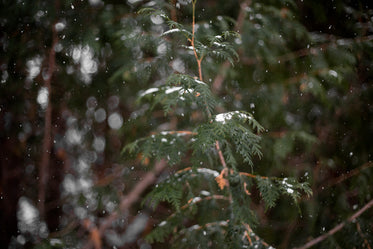 snowflakes fall on fir trees in the woods