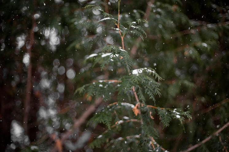 Snowflakes Fall On Fir Trees In The Woods