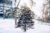 snowy pine tree at magic hour