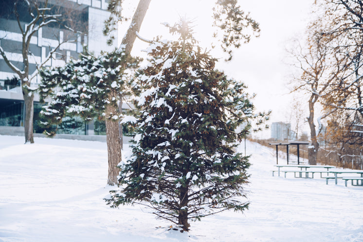 神奇時(shí)刻雪松