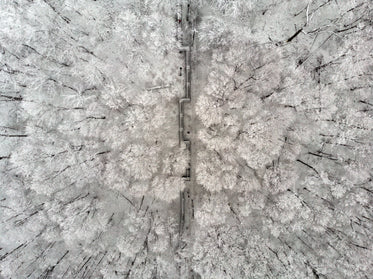 snowy trees divided by a staircase