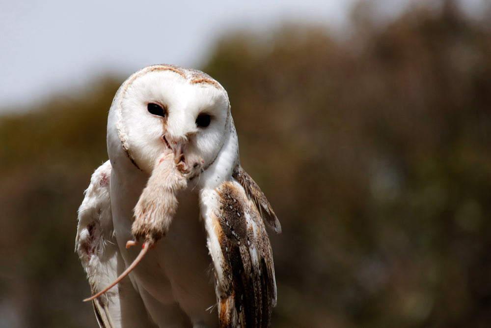 snowy white owl with a mouse in its beak