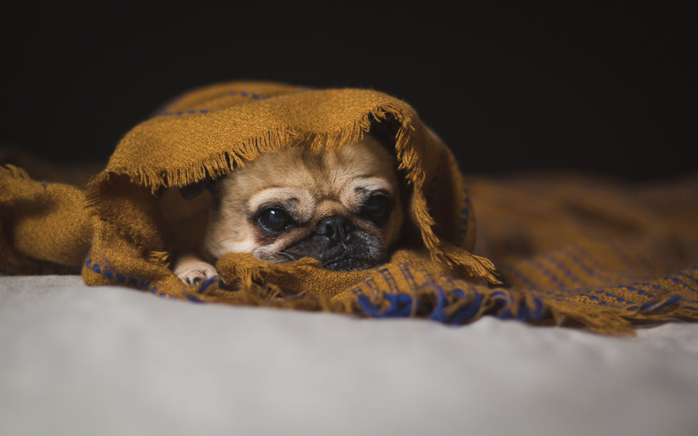 snug pug in a rug