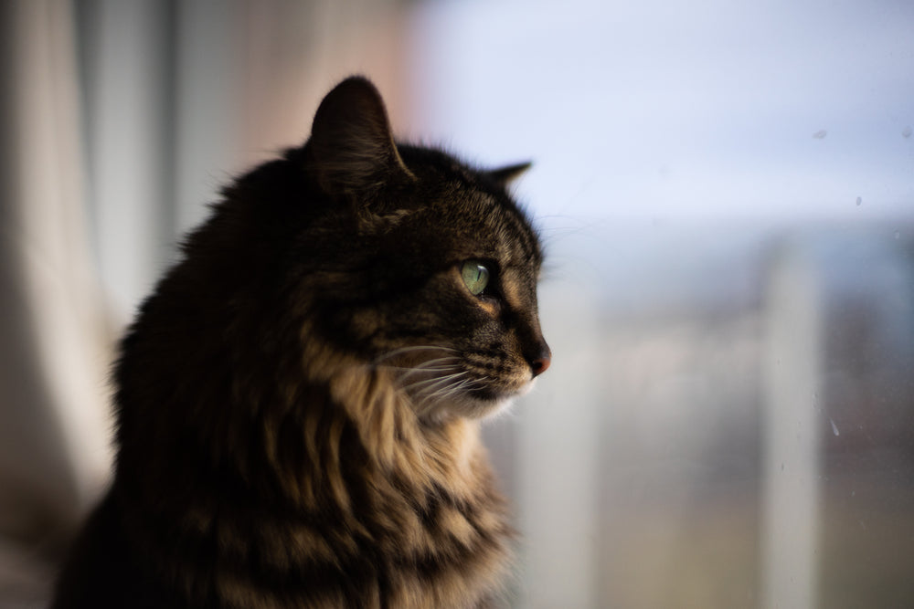 soft black and brown cat