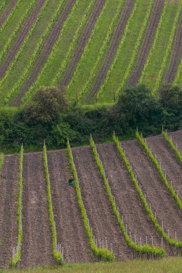 soft hills of valley lined with rows of crops