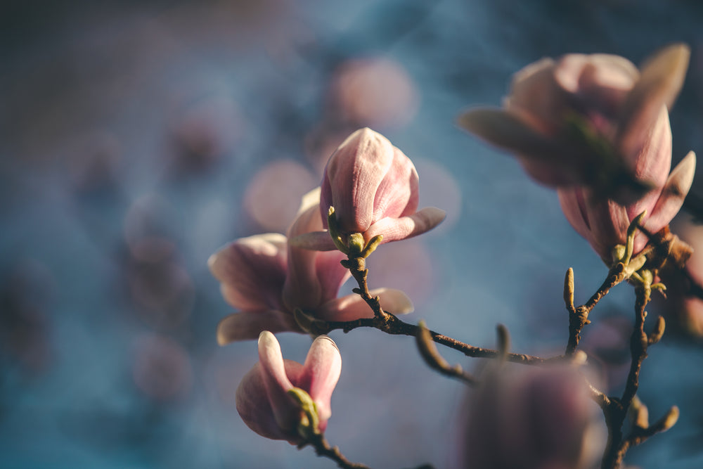 soft magnolia blooms