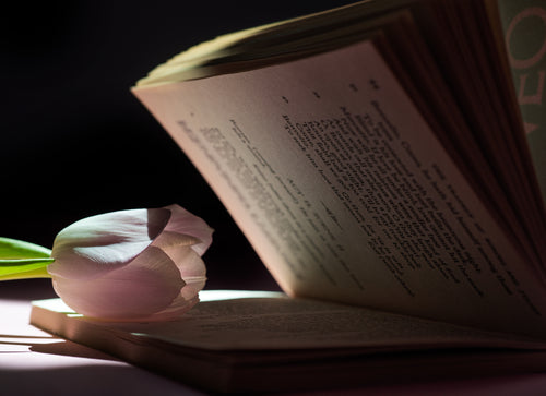 soft petals of a tulip rest on a books pages