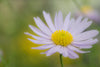 soft photo of a lite purple daisy with a yellow center