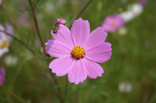 soft pink flower and a bee flying above