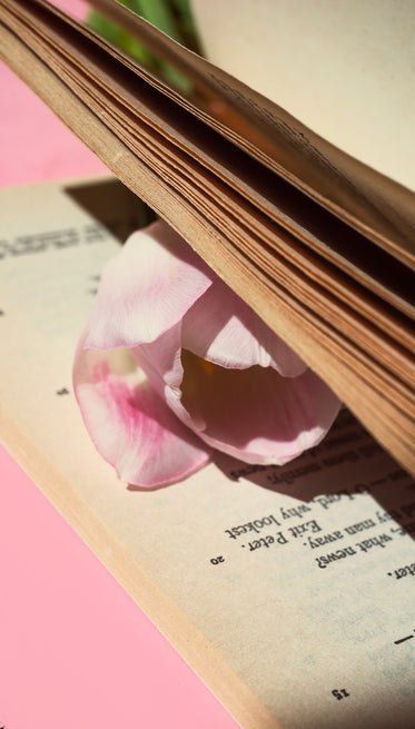 soft pink flower of a tulip holds place in a book