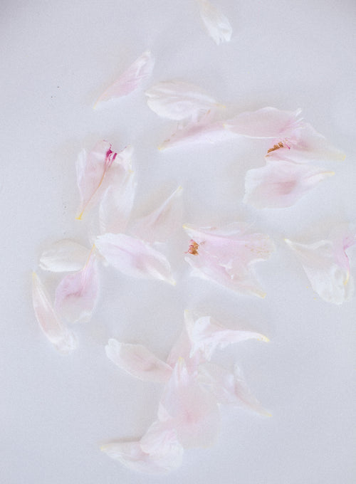 soft pink flower petals against white