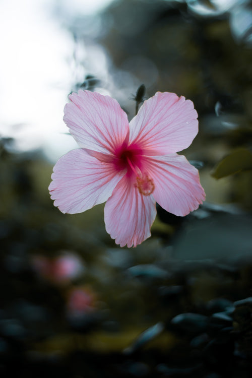 soft pink hibiscus flower surrounded by green foliage