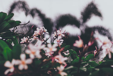 soft pink petals nestled in bushy green foliage