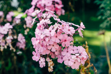 soft pink phlox in a lush garden